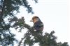 Hawfinch