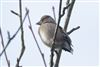 Hawfinch