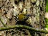 Firecrest
