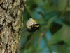 Firecrest