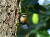 Firecrest