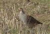 Grey Partridge