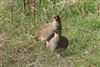 Grey Partridge