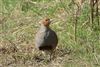 Grey Partridge