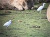 Cattle Egret