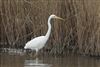 Great White Egret
