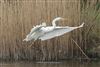 Great White Egret