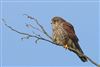 Kestrel