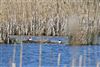 Garganey