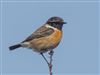 Stonechat