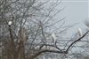 Great White Egret