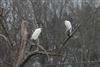 Great White Egret