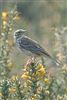 Meadow Pipit