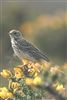 Meadow Pipit
