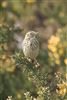 Meadow Pipit