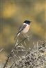 Stonechat