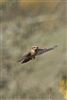Stonechat