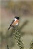 Stonechat