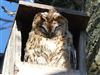 Tawny Owl