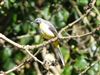 Grey Wagtail