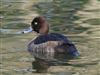 Tufted Duck