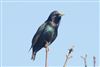Starling
