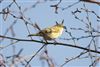 Chiffchaff