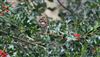 Redwing