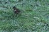 Redwing
