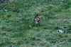 Redwing