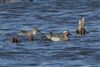 Garganey