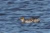 Garganey