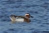 Garganey