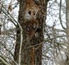 Nuthatch