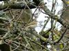 Chiffchaff
