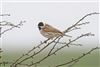 Reed Bunting