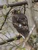 Sparrowhawk