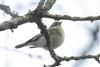 Willow Warbler