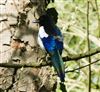 Magpie