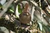 Wren