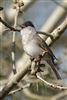 Blackcap