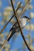 Blackcap