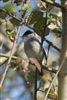 Blackcap