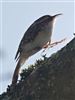 Treecreeper