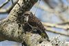 Treecreeper