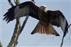 Red Kite