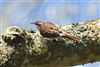 Treecreeper