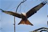 Red Kite