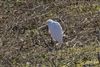 Cattle Egret