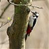 Great Spotted Woodpecker
